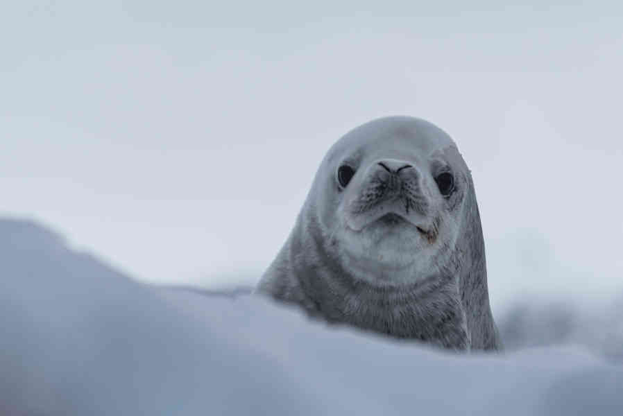 Foca de Weddell - Antártida 11.jpg